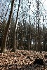 0198 bukovy les mezi 109 a 129.jpg (297478 bytes)